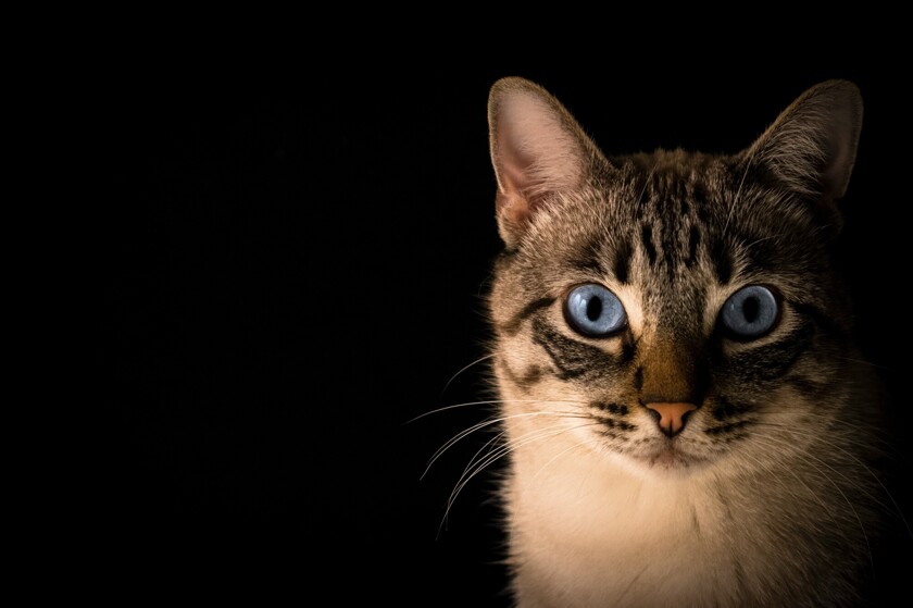 Так видит ваша кошка: в сети появились необычные фото