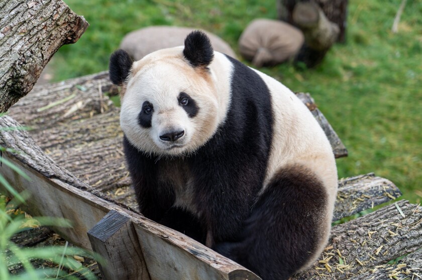 Проверка внимательности: найдите панду за 20 секунд